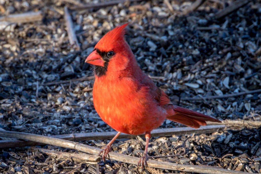 Into the Sunset | Great Bird Pics