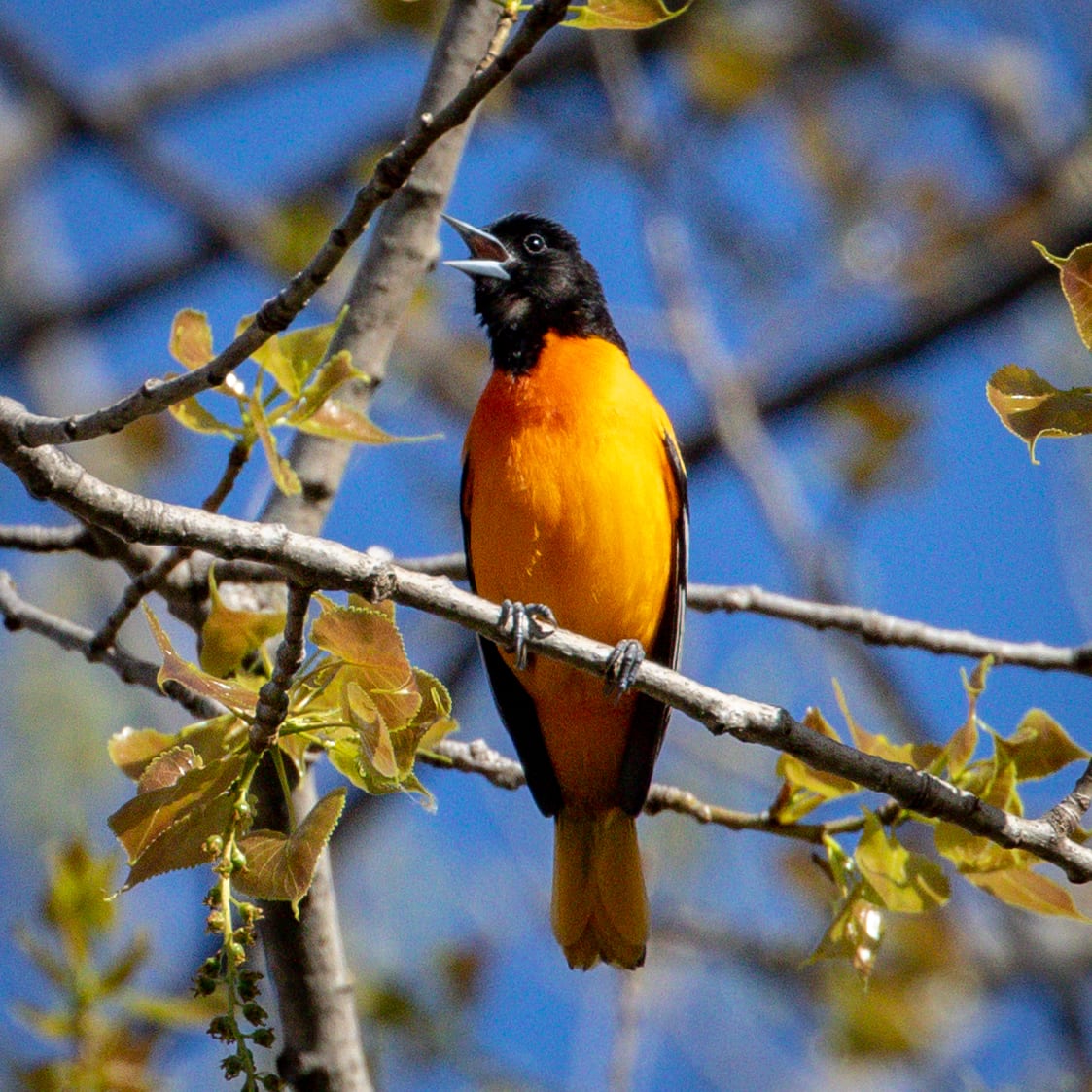 Baltimore Sings Great Bird Pics Baltimore Sings Great Bird Pics