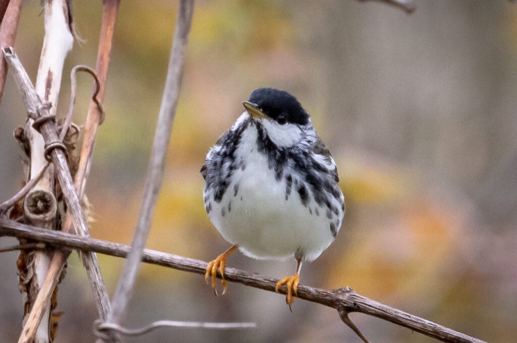 Orange Feet Stand Out Great Bird Pics