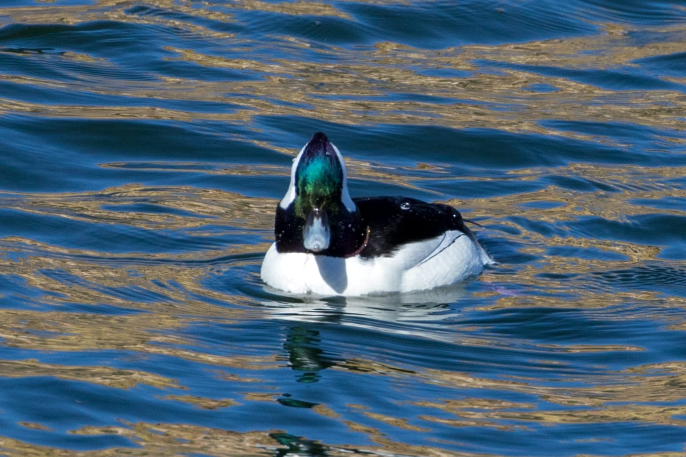 Black Bird With Blue Iridescent Head