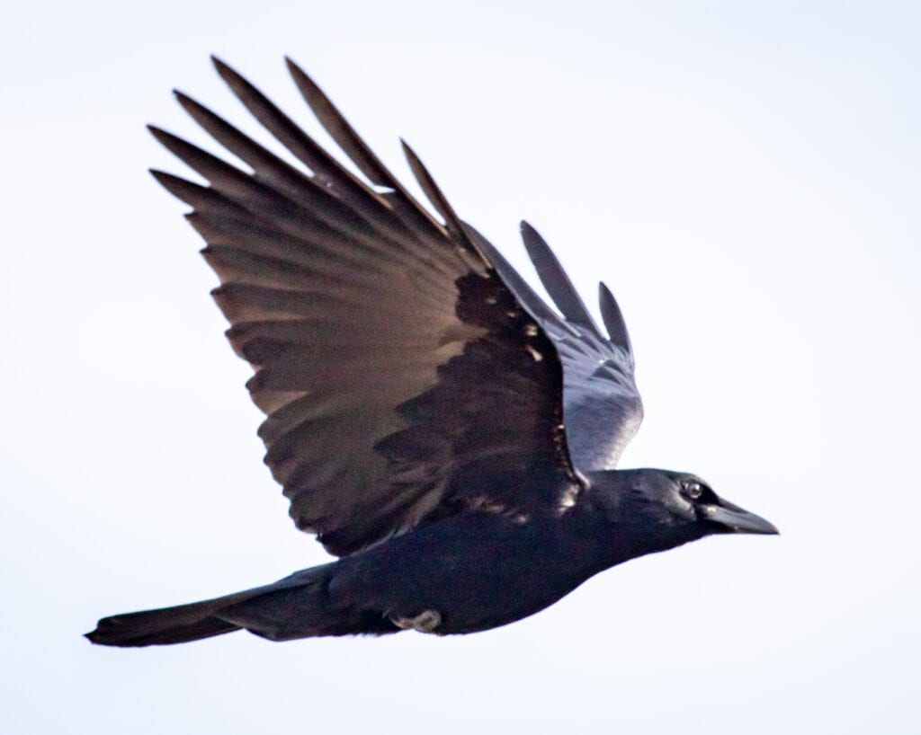 As the Crow Flies Great Bird Pics