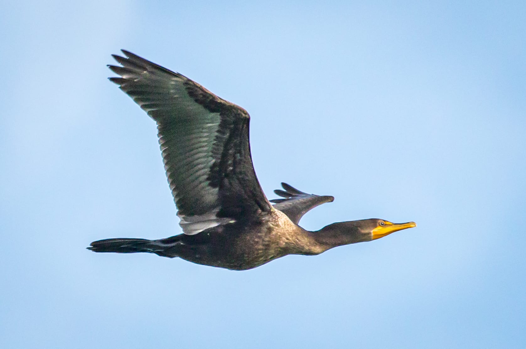 Glide Path Set Great Bird Pics