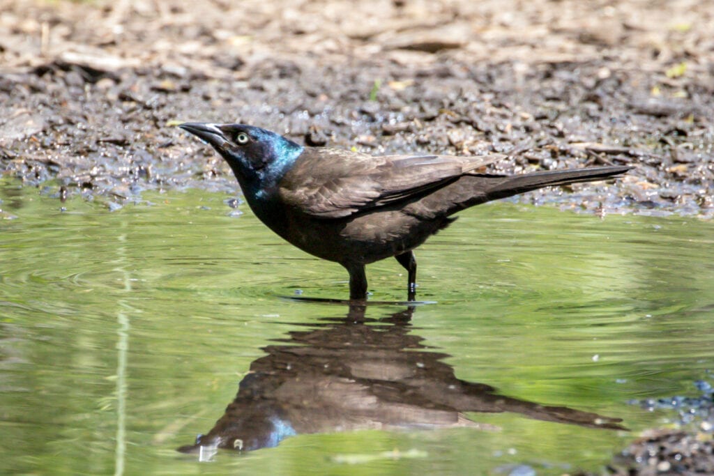 Puddle Bath A Quick Puddle Bath | Great Bird Pics
