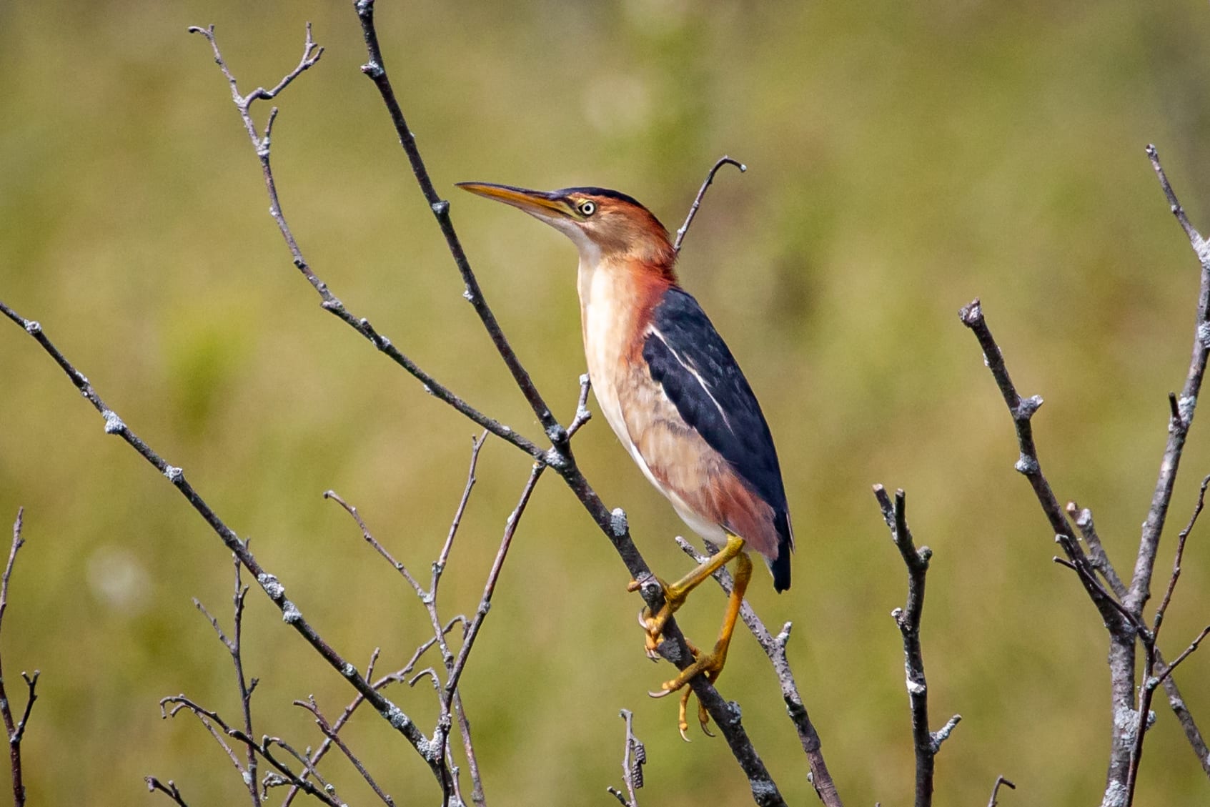 bittern-pill-great-bird-pics