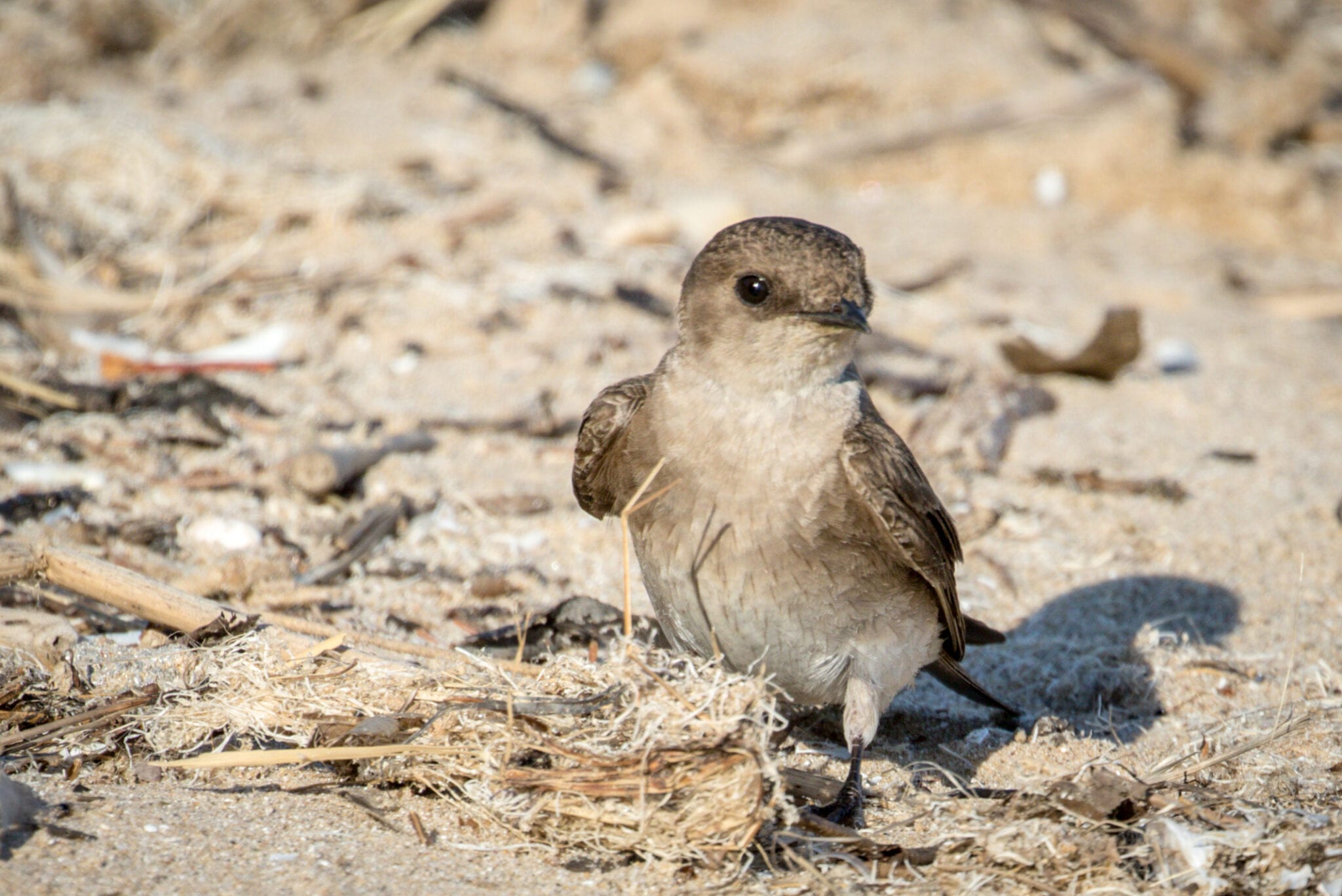 Don’t See Them on the Ground | Great Bird Pics