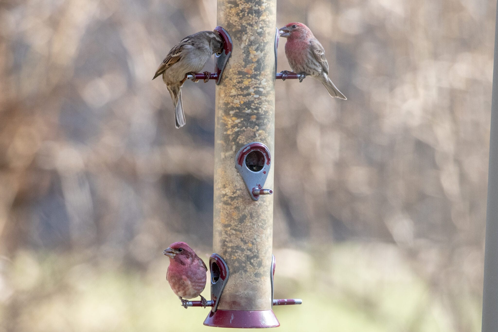 purple finch house finch purple finch house finch