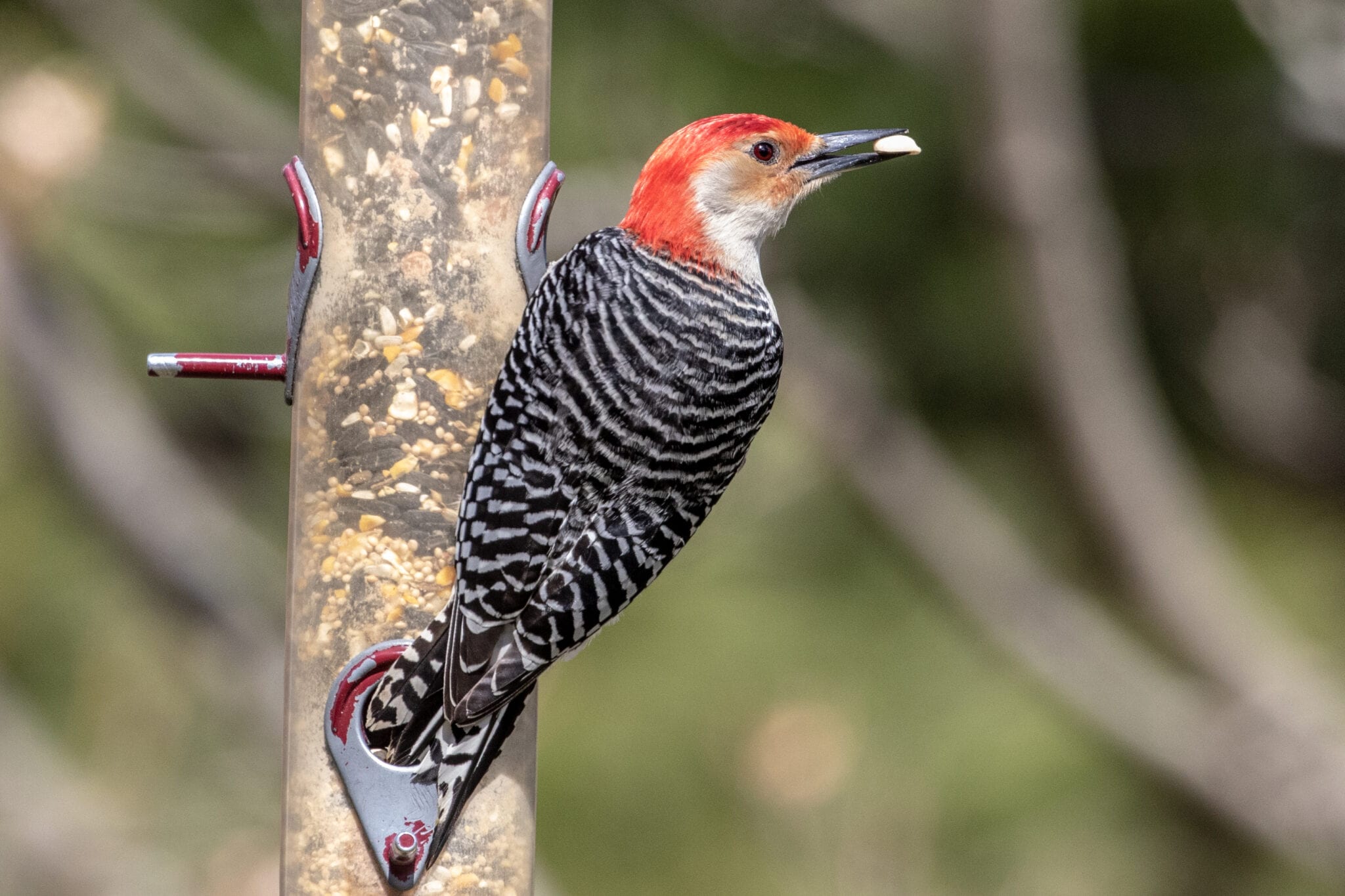 Eat and Dash | Great Bird Pics