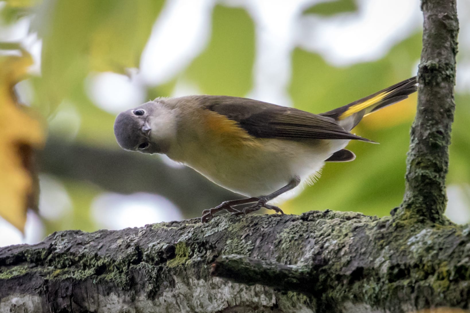 Sidelong Glance Great Bird Pics sidelong-glance-great-bird-pics