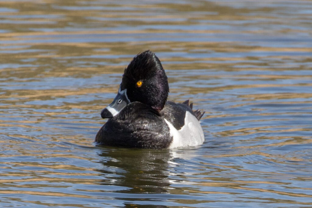 Yellow Eye Great Bird Pics