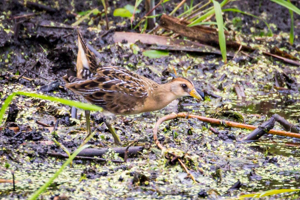 Upturned Tail Great Bird Pics