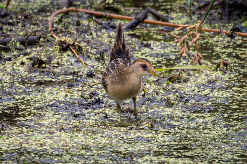Marsh Bird Great Bird Pics Marsh Bird Great Bird Pics