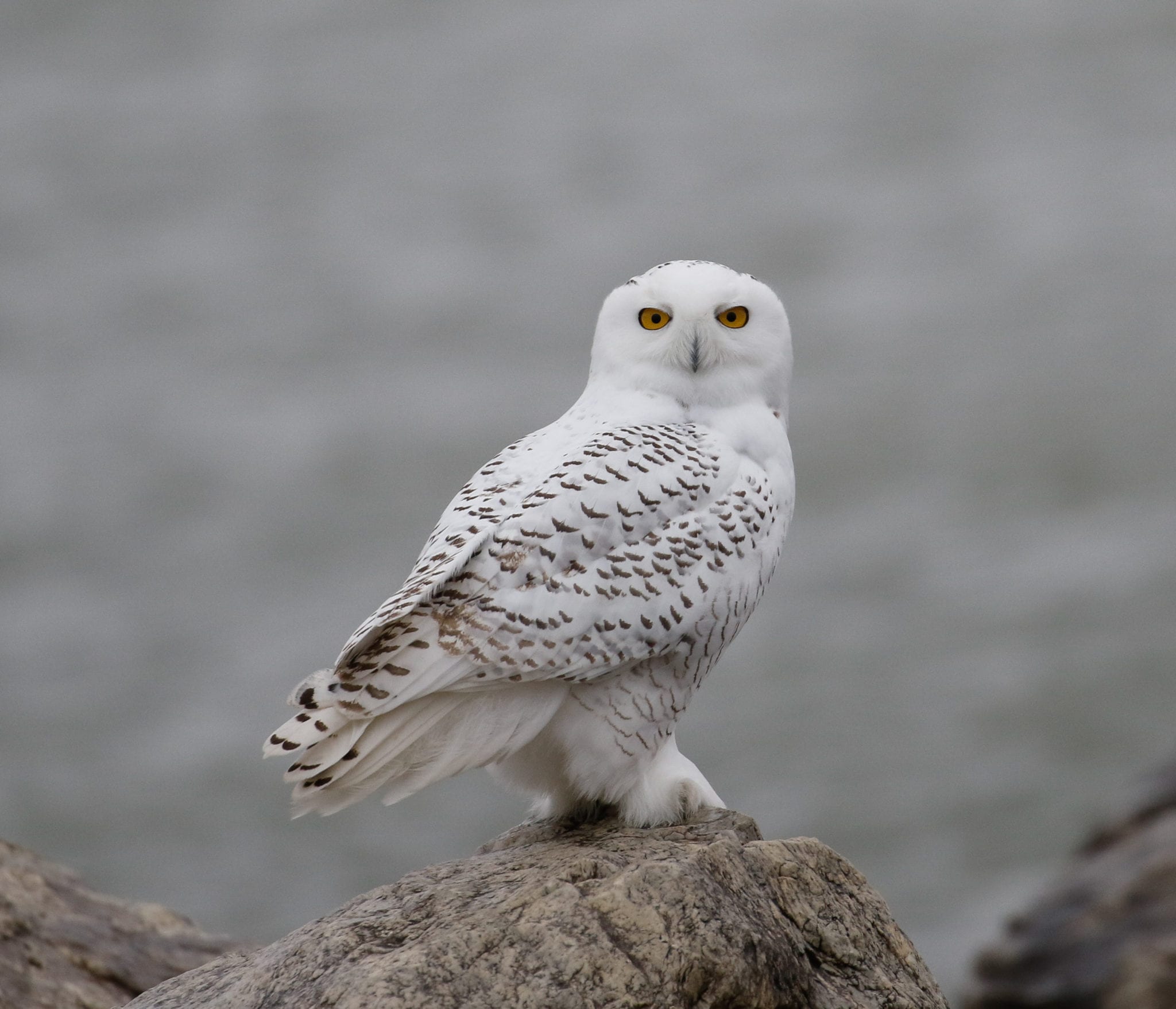 Snowy Owl | Great Bird Pics