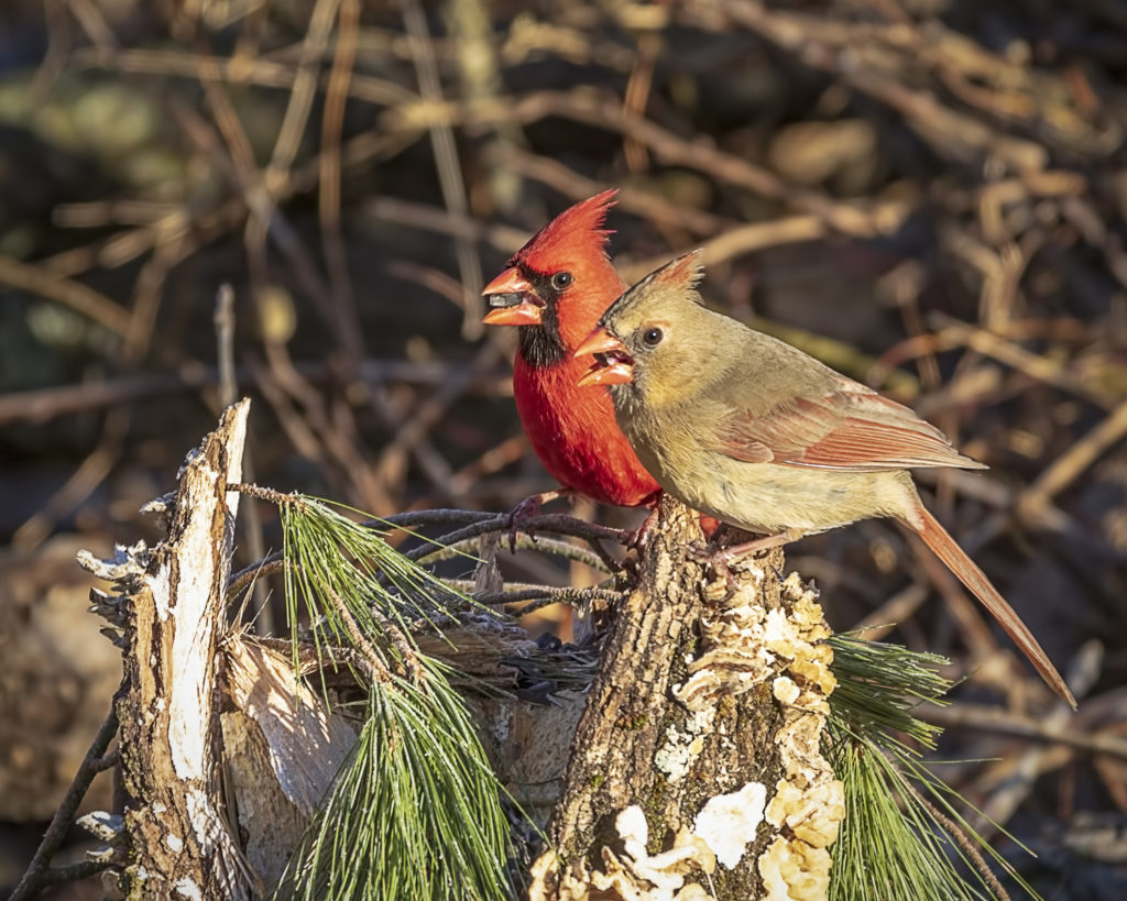 Male and female northern cardinal great bird pics