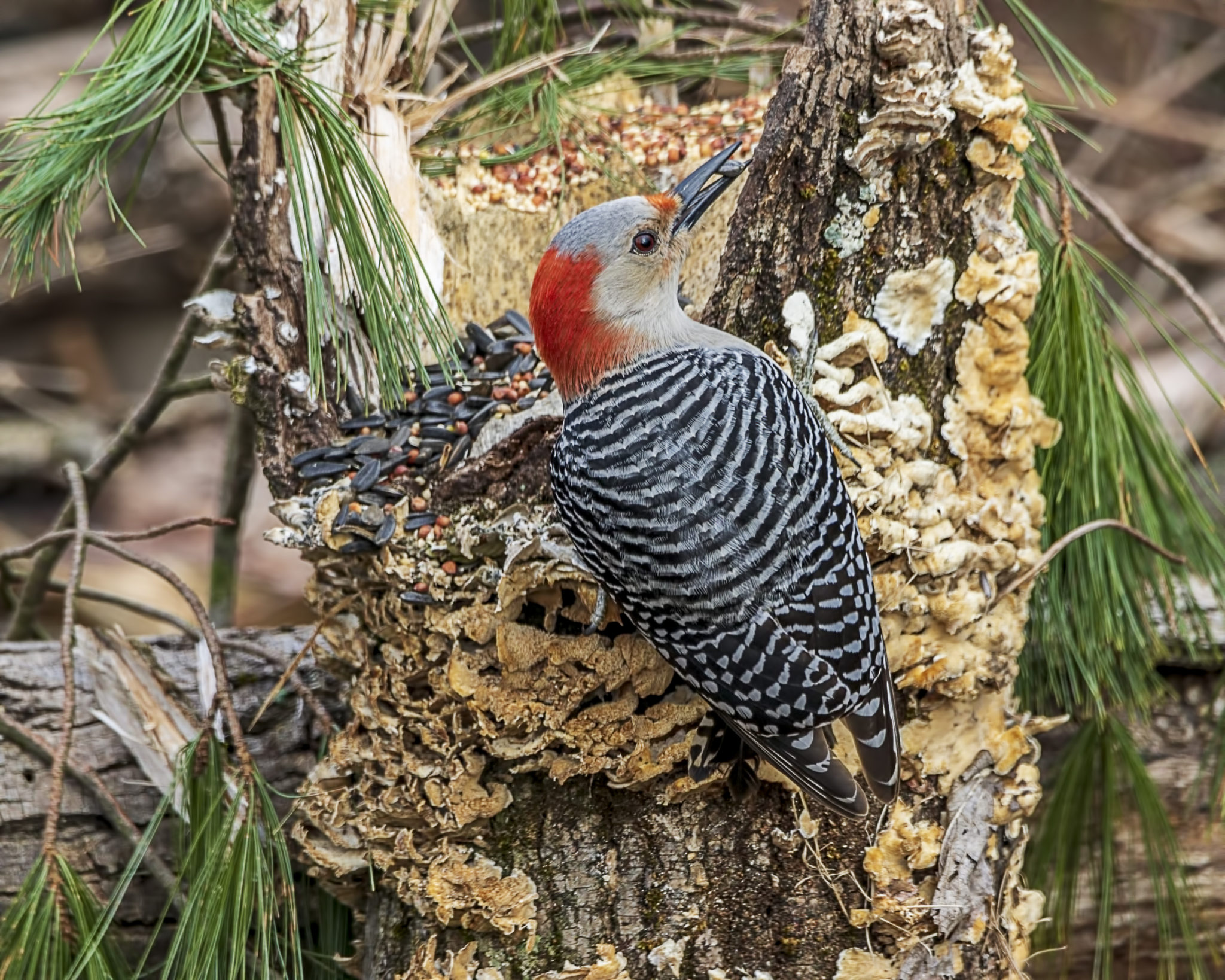 Redbellied Woodpecker Great Bird Pics