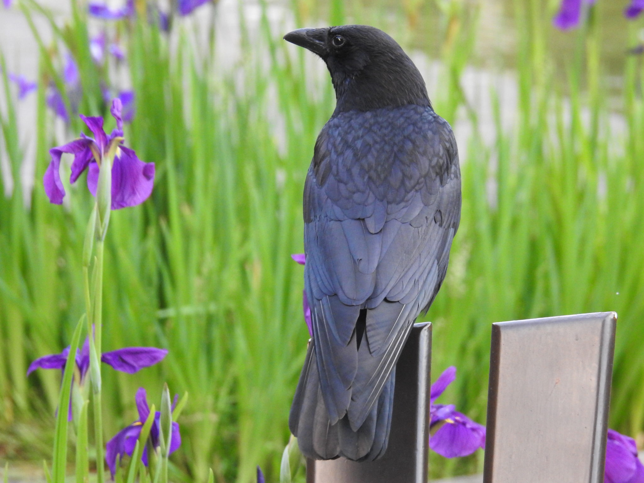 carrion crows carrion crows