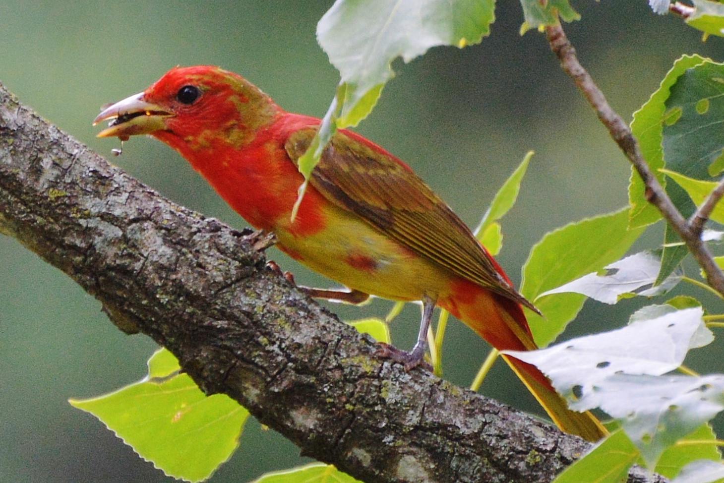 Summer Tanager Great Bird Pics