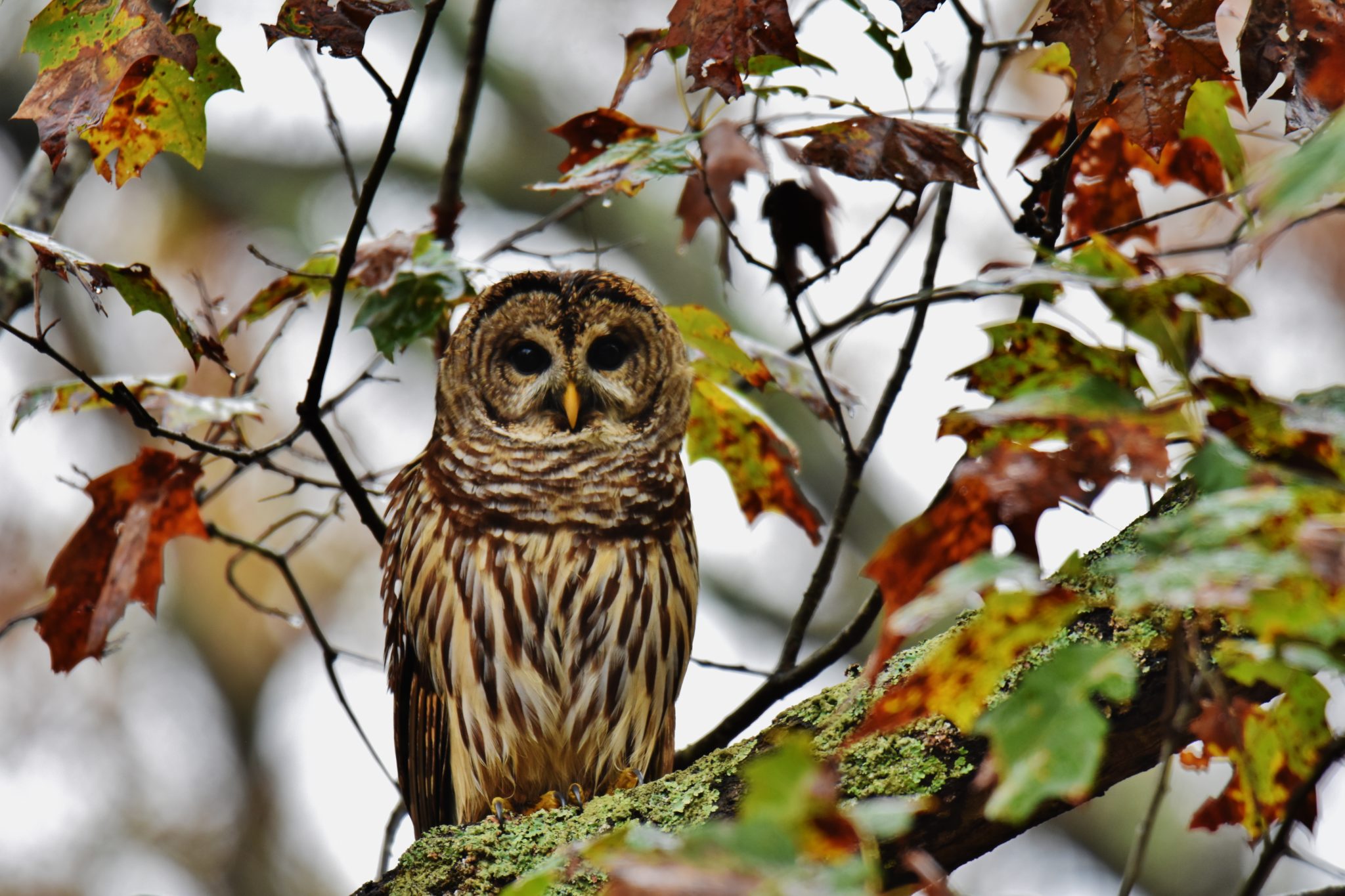 Barred Owl | Great Bird Pics