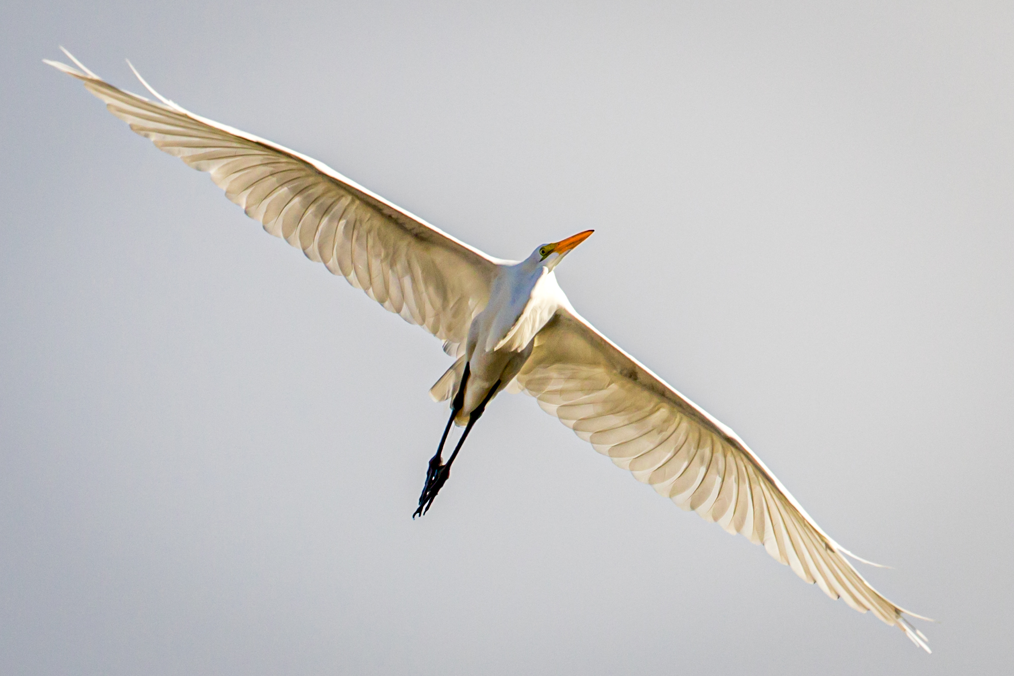 Stretch and Glide Great Bird Pics