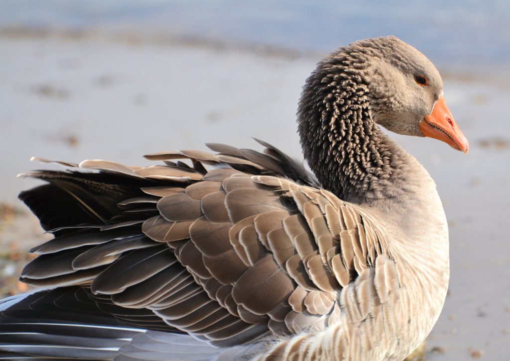 Gray Goose Resting Great Bird Pics