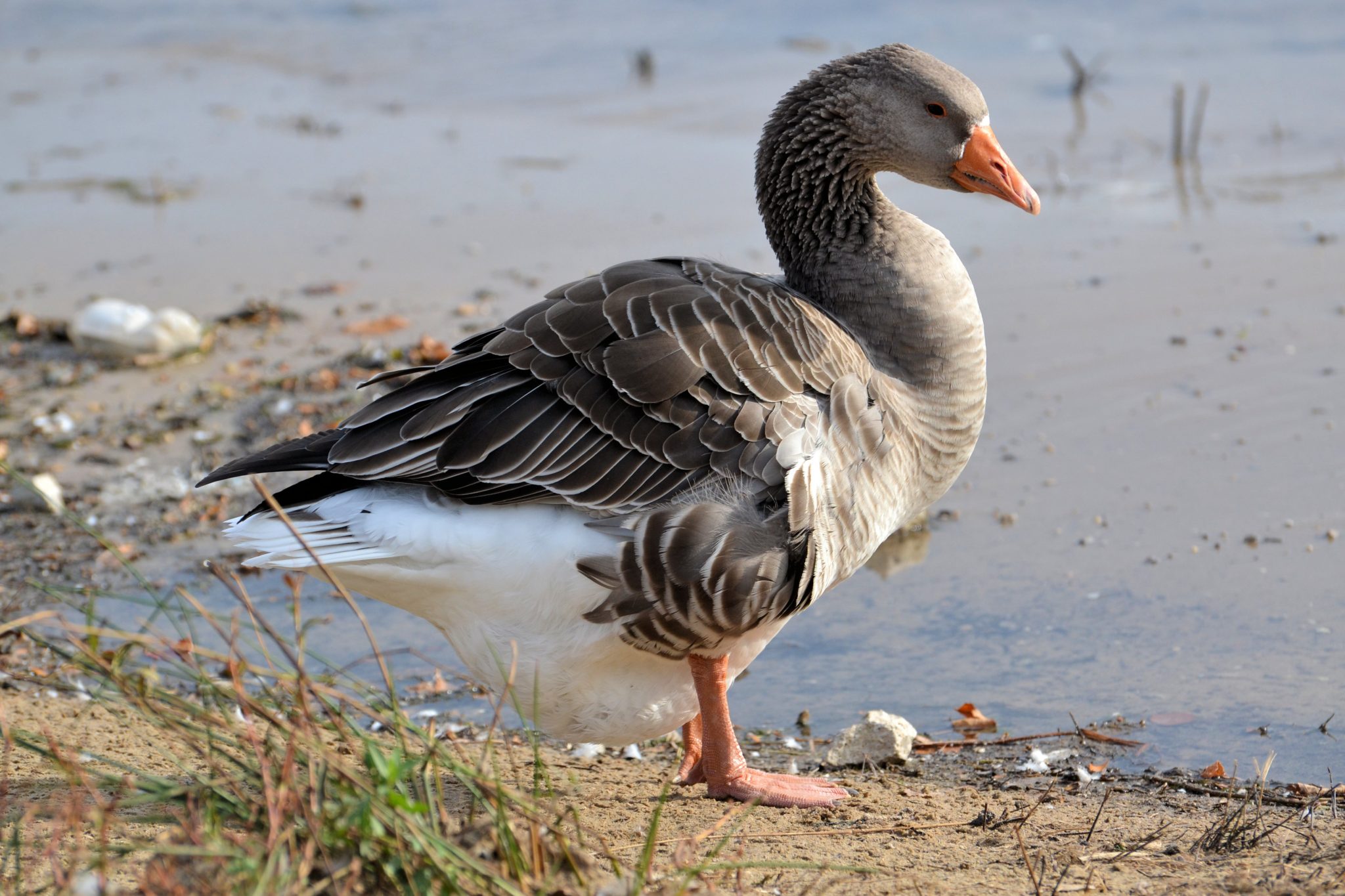 Gray Goose Standing Great Bird Pics