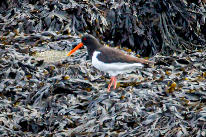 An Oystercatcher By Any Other Name Great Bird Pics