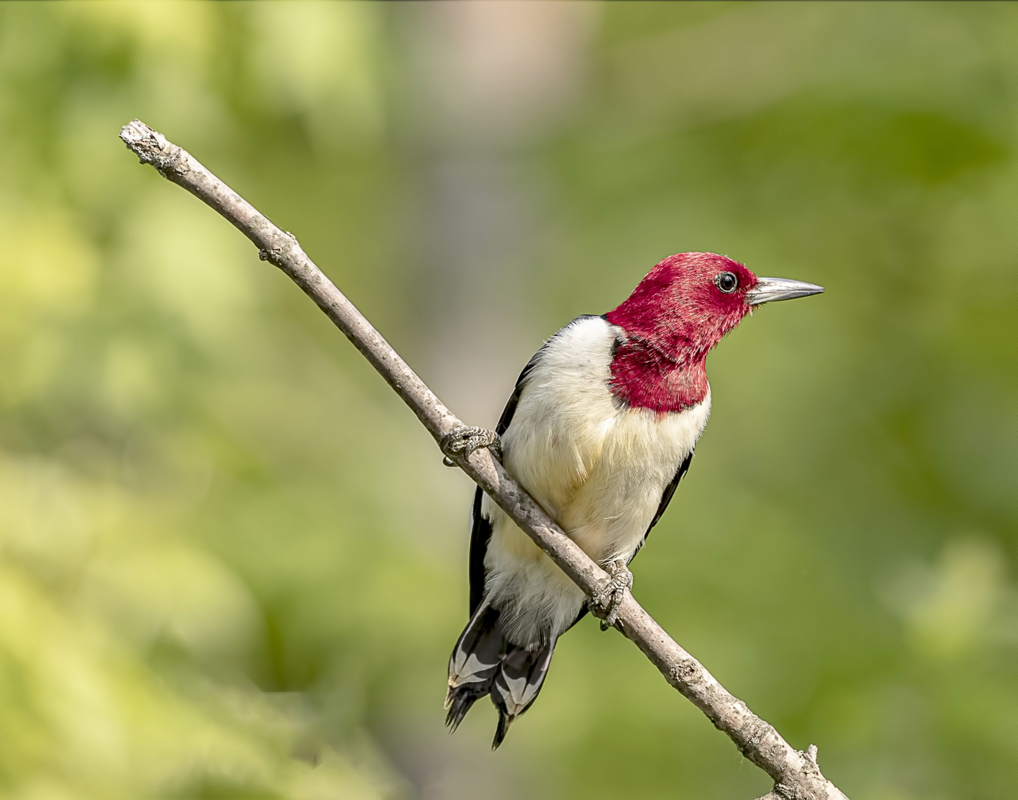 Redheaded Woodpecker Great Bird Pics
