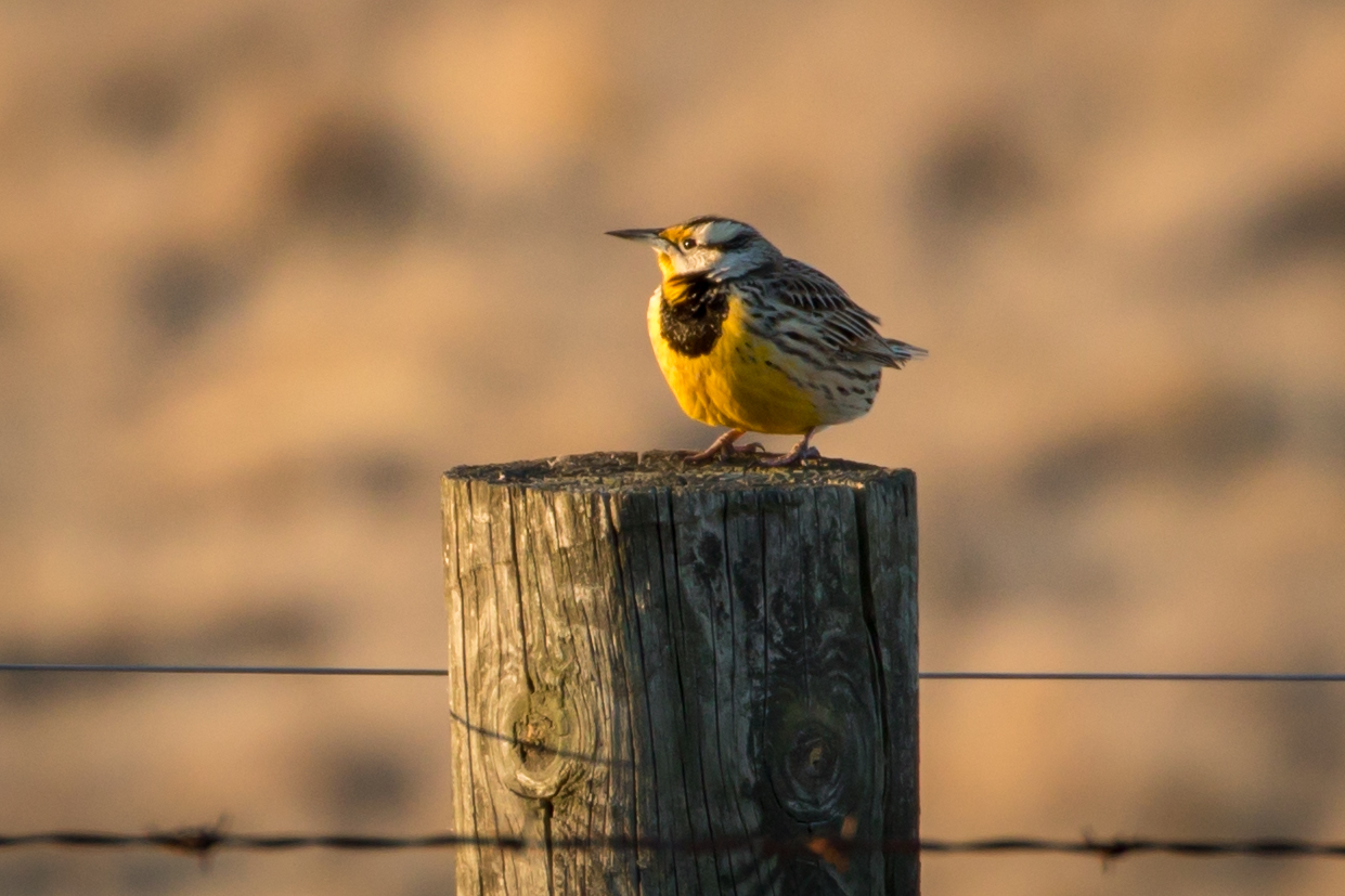 Yellow at Sunset Great Bird Pics