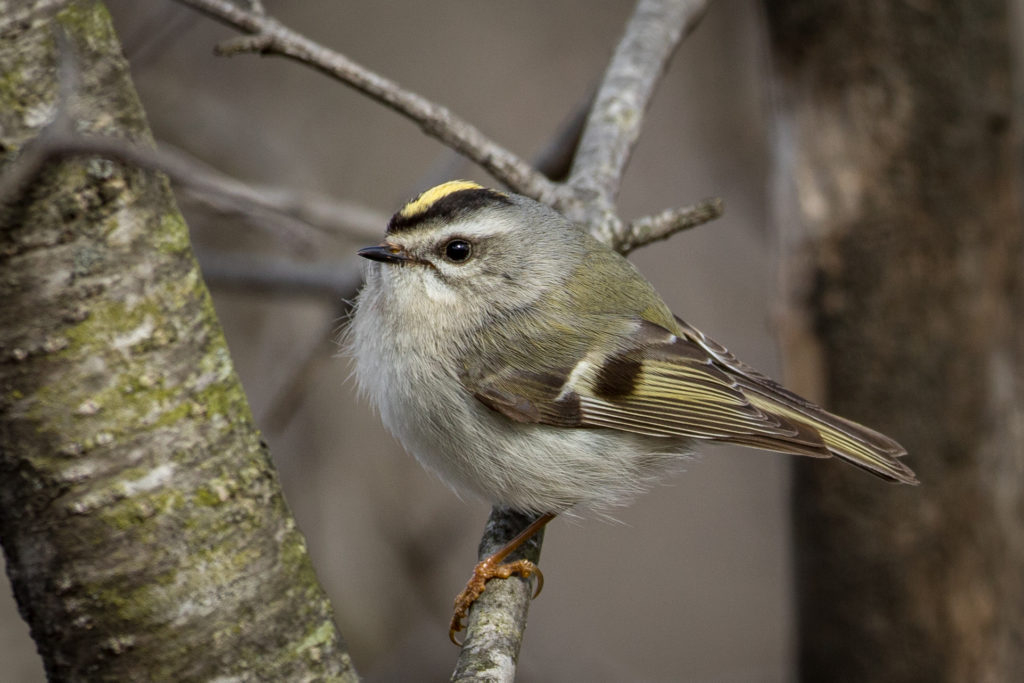 Eastern King Let The King of Kinglets | Great Bird Pics