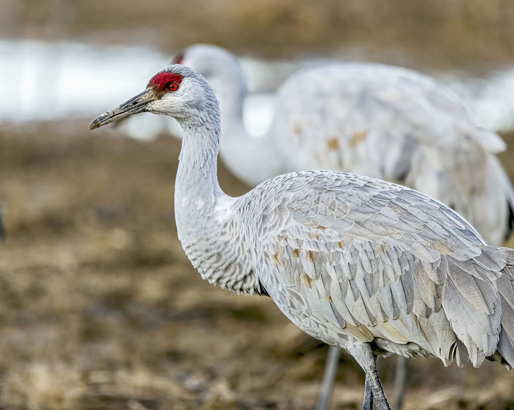 Sandhill Crane Great Bird Pics