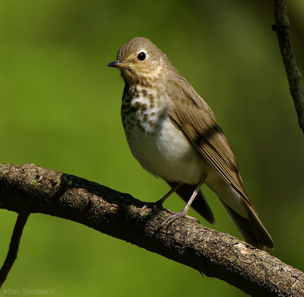 Swainson’s Thrush | Great Bird Pics