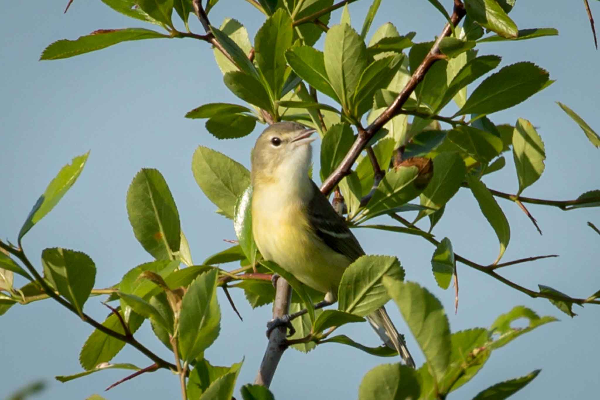 Clear As A Bell Great Bird Pics