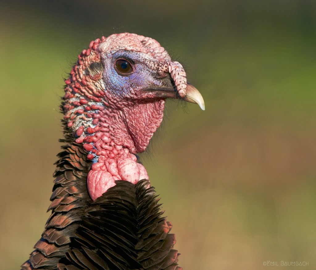 Wild Turkey Great Bird Pics