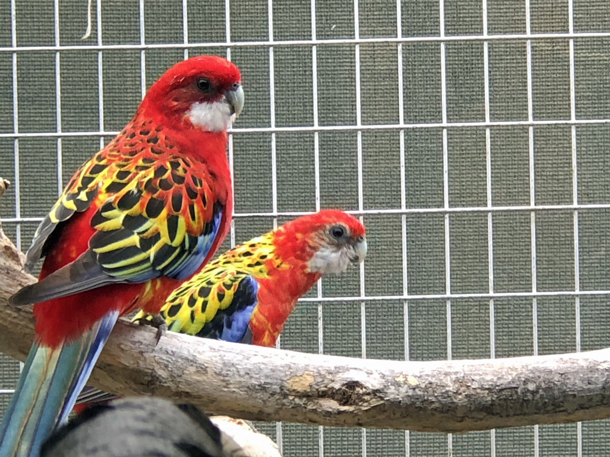 Fiery Red | Great Bird Pics