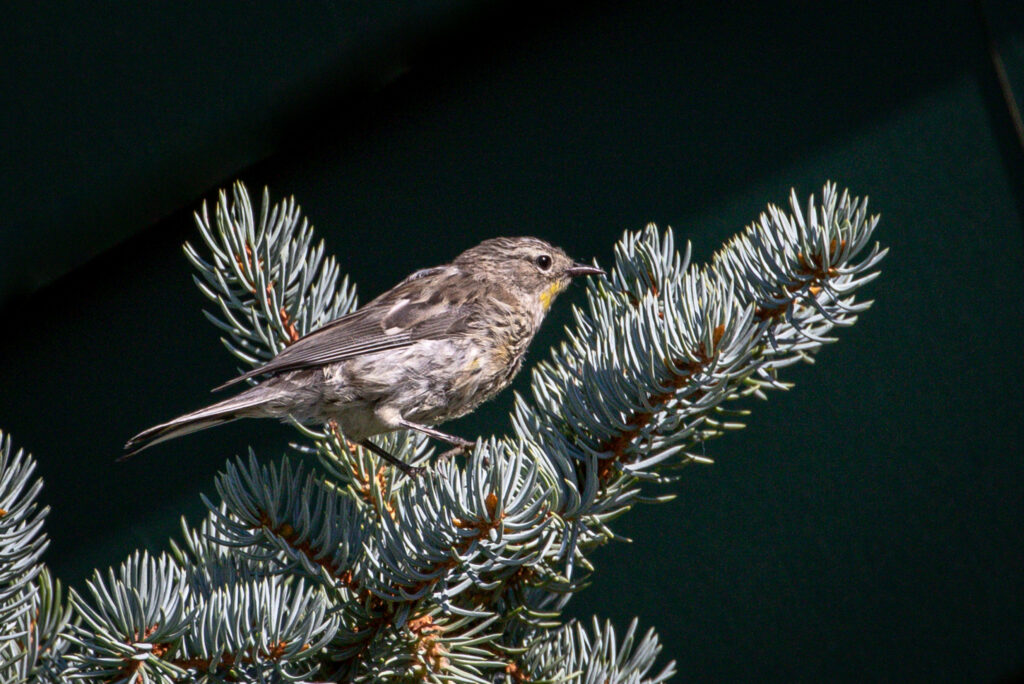 Birds Maturing Hints of Maturity | Great Bird Pics