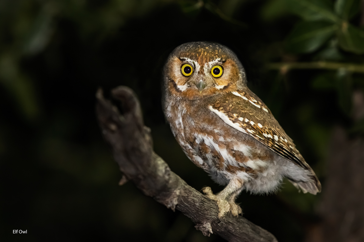 Diminutive owl Great Bird Pics