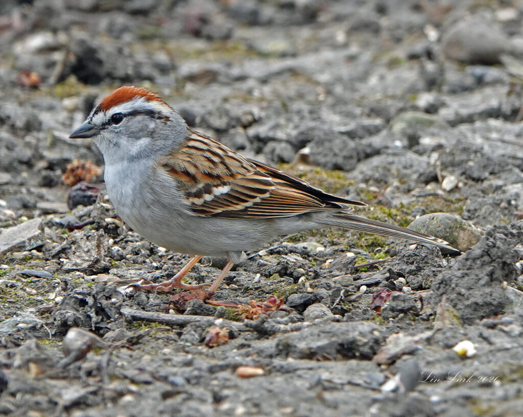 Tiny Sparrow Great Bird Pics