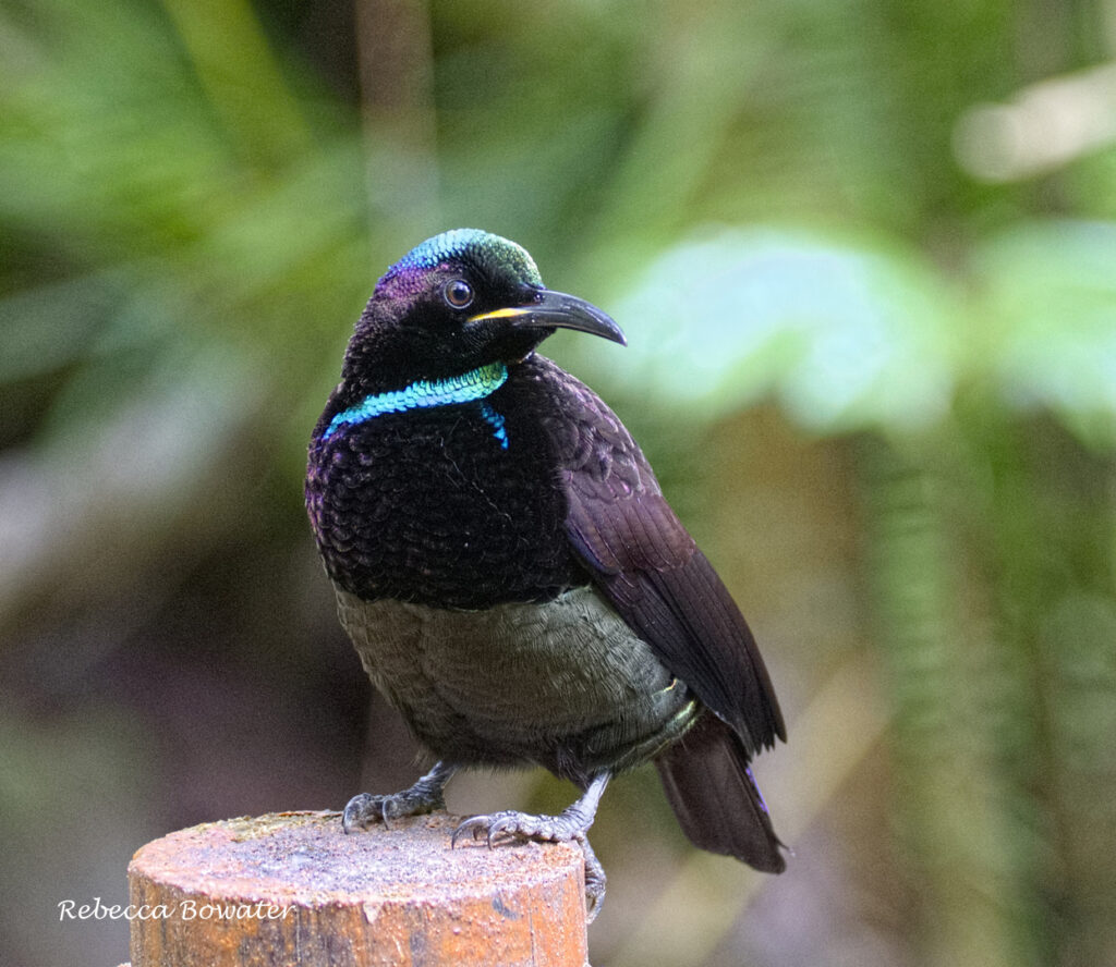 Victoria’s Riflebird male | Great Bird Pics