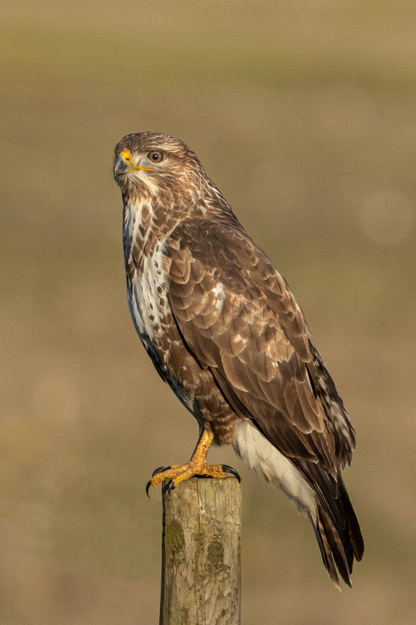 Buzzard | Great Bird Pics