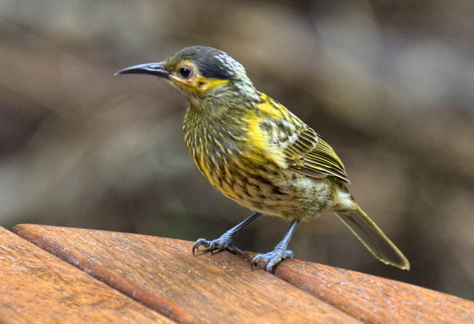 Macleay’s Honeyeater Great Bird Pics