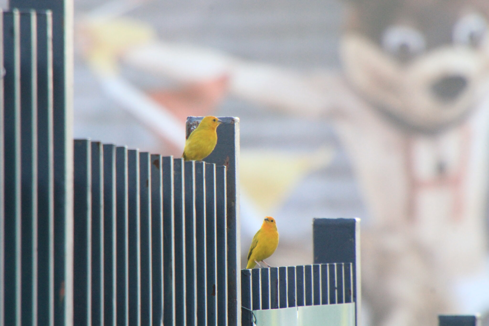 saffron finches Great Bird Pics