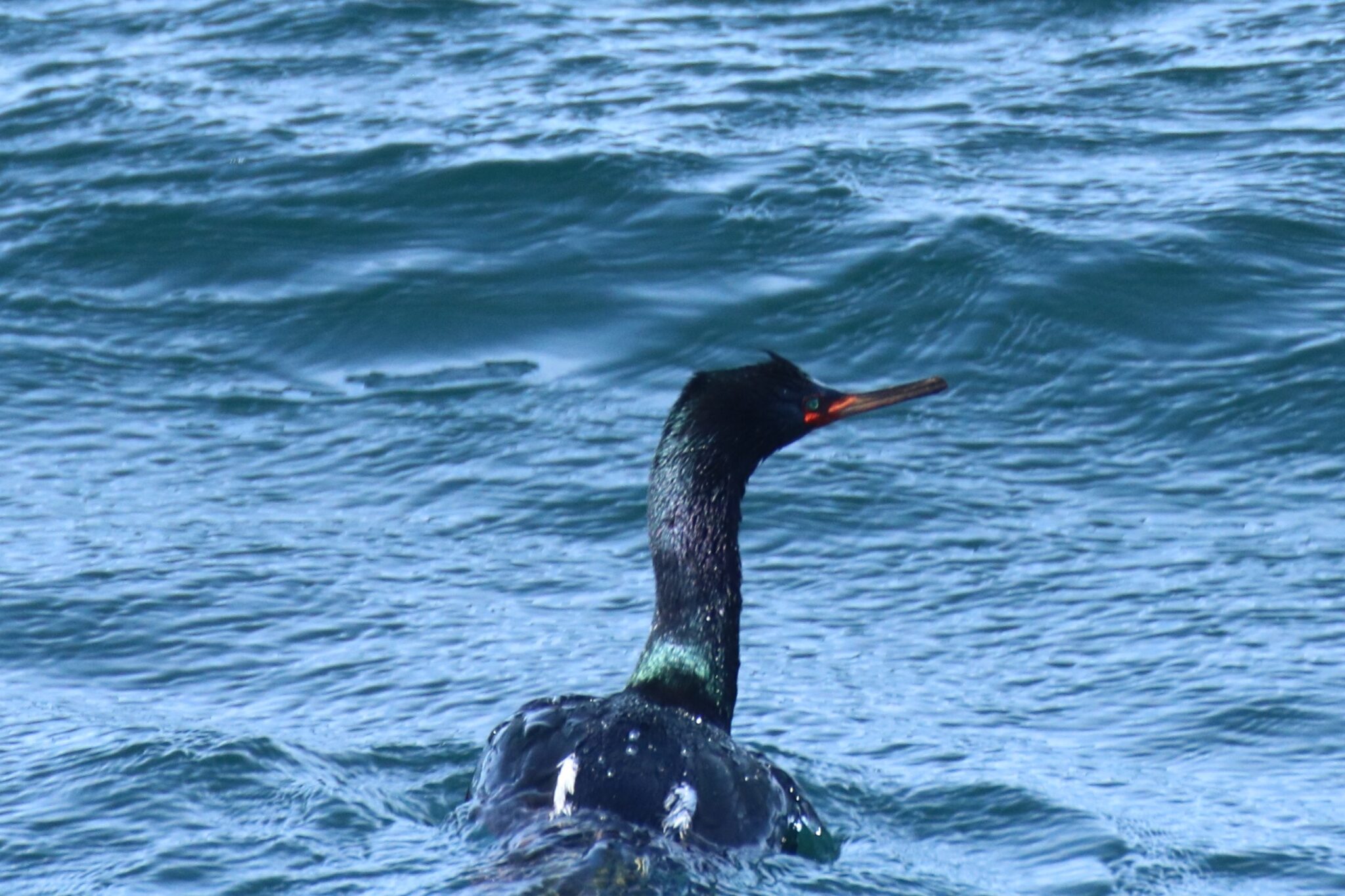 Pelagic Cormorant Great Bird Pics