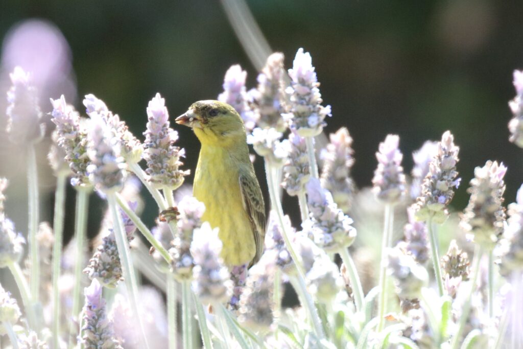 Lesser Goldfinch | Great Bird Pics