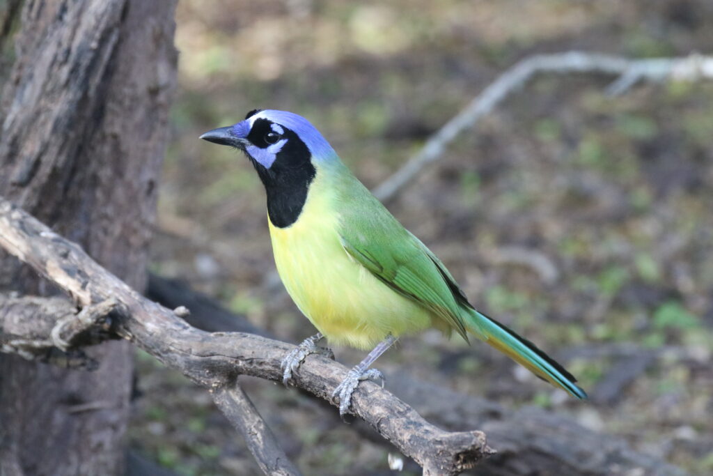 Green Jay Great Bird Pics