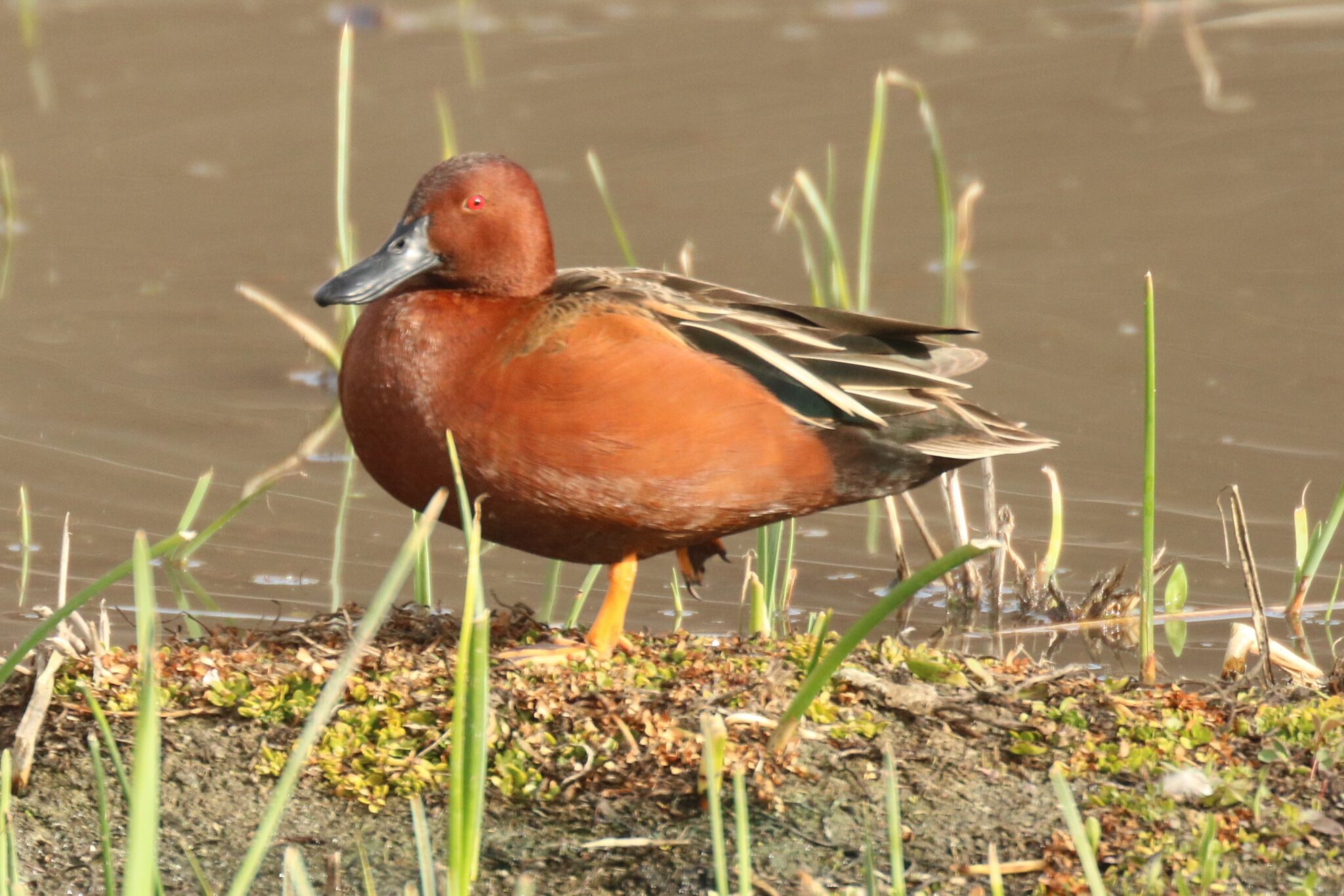 Cinnamon Teal Great Bird Pics
