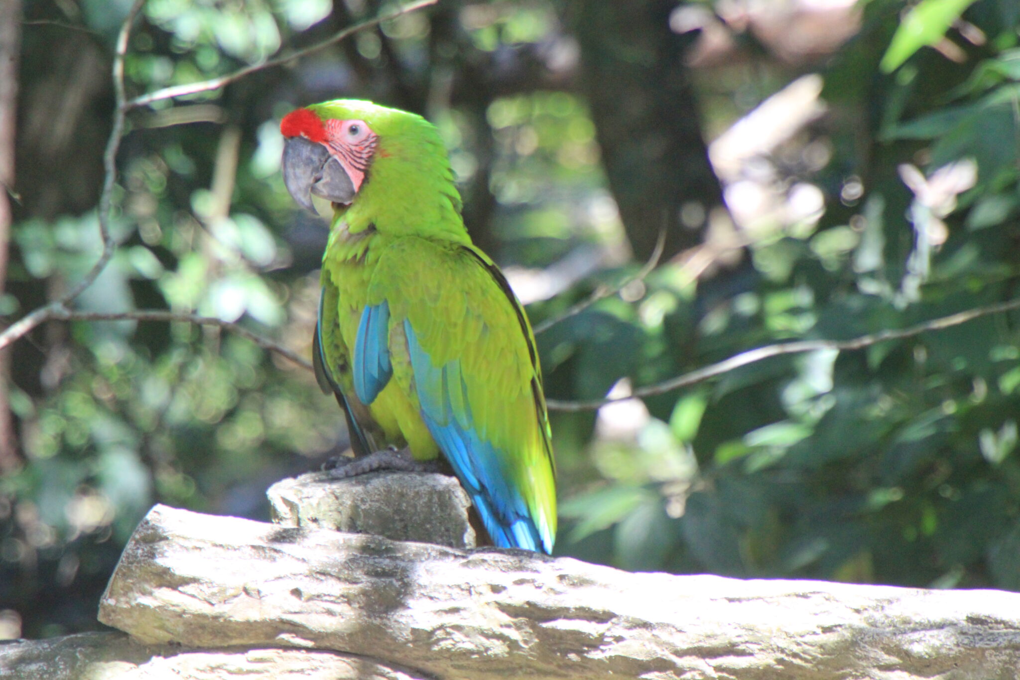 Great Green Macaw | Great Bird Pics