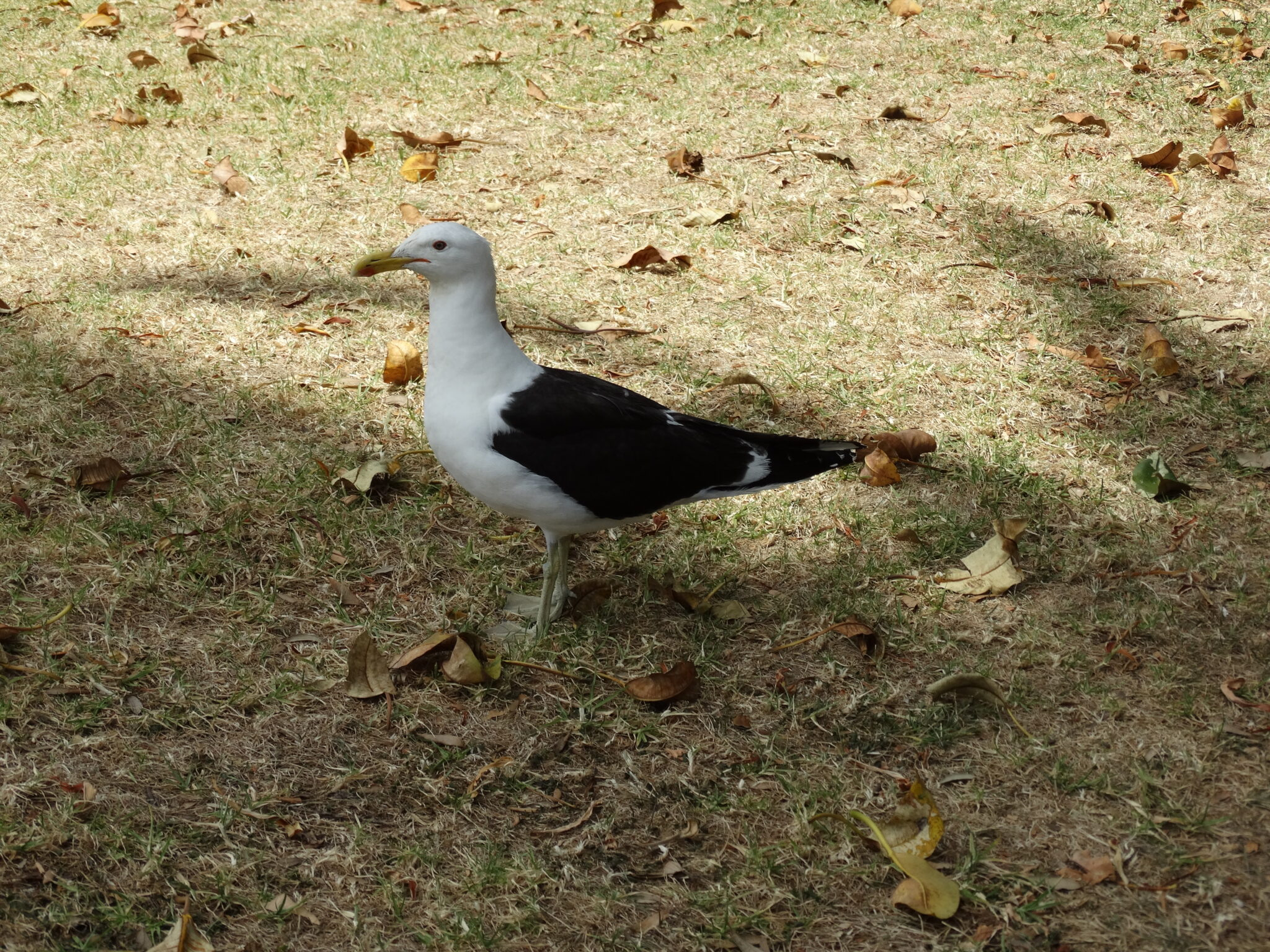 kelp-gull-great-bird-pics