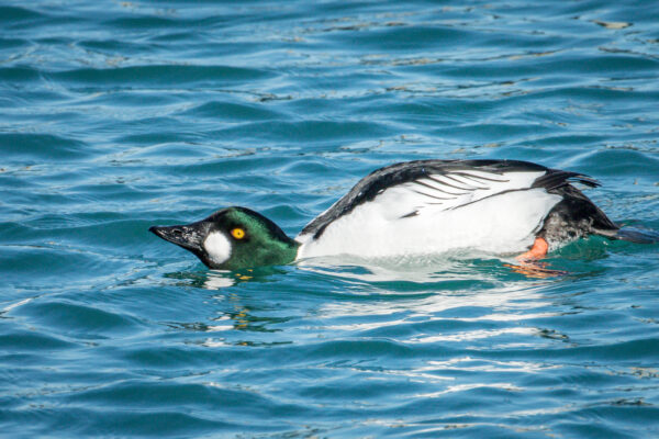 Common Goldeneye – Overview and Images | Great Bird Pics