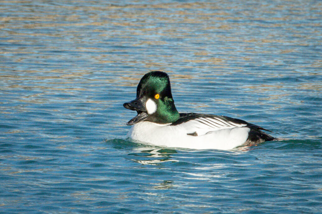 Barrow's goldeneye: a species of duck with brilliant yellow eyes