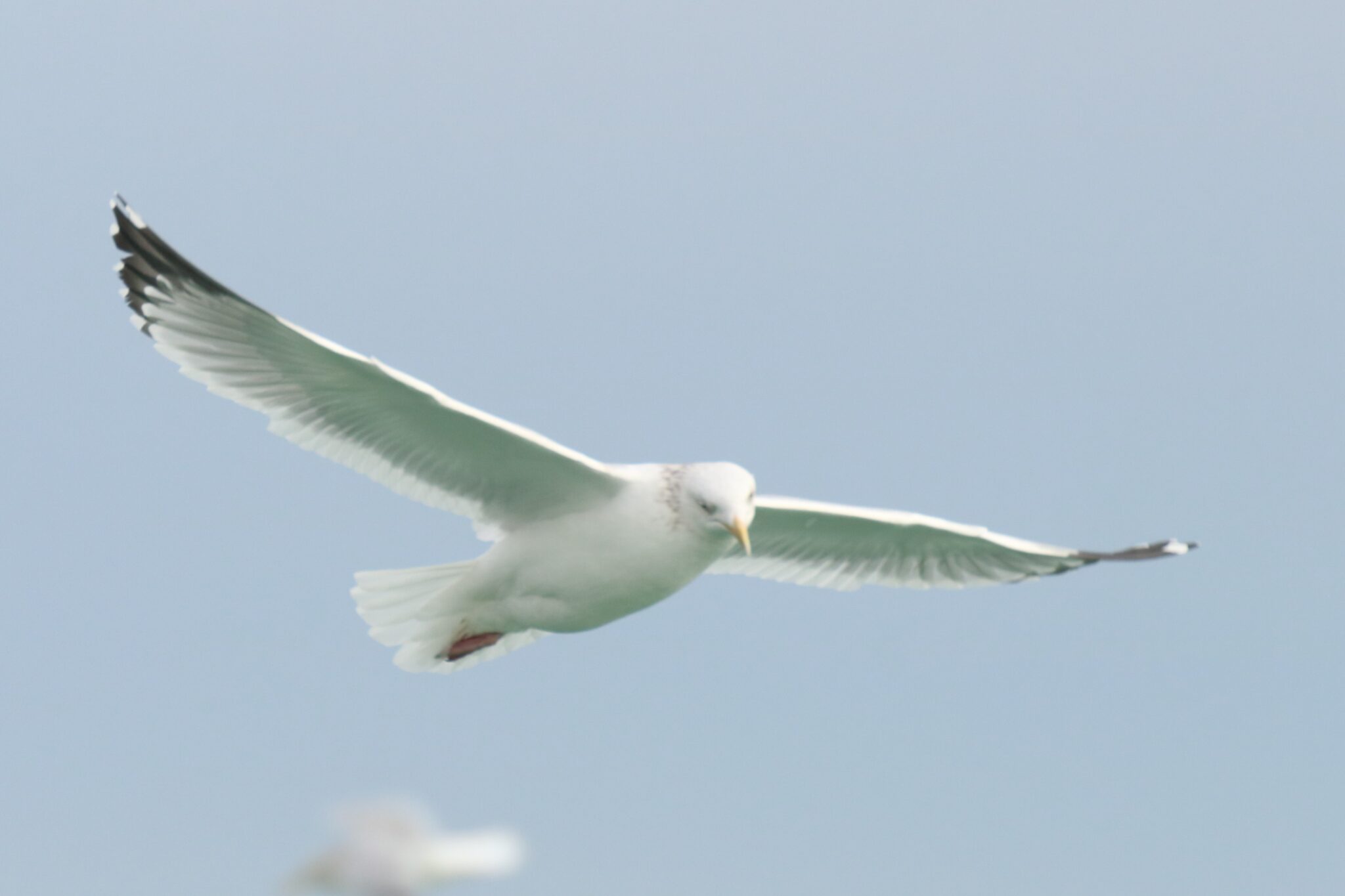 Herring Gull Great Bird Pics