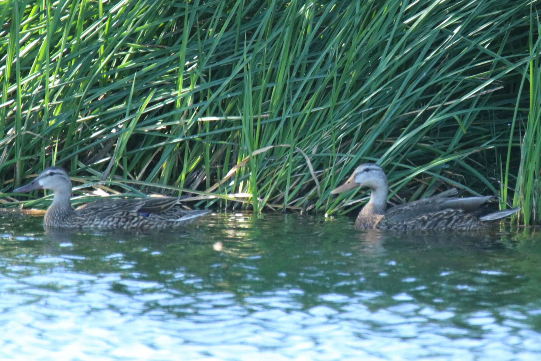Mexican Ducks Great Bird Pics